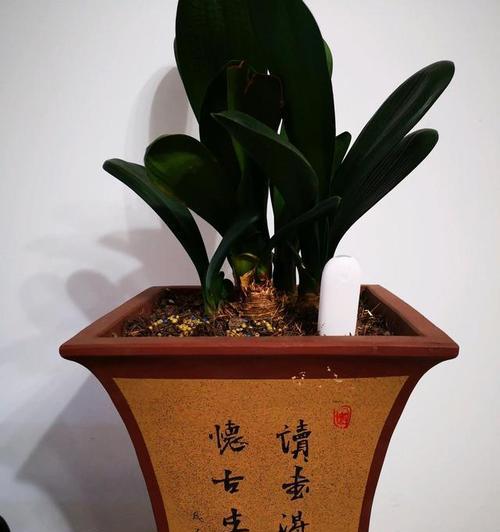君子兰新芽黑斑的原因是什么？如何预防和处理？