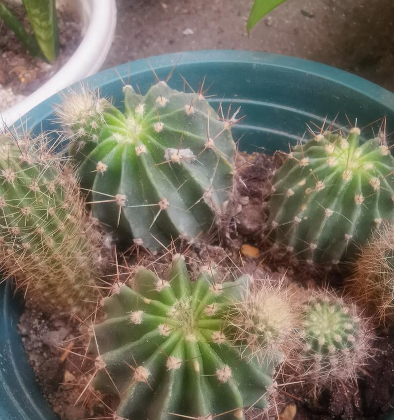 花盆植物仙人球的养护难度如何？正确的养护步骤是什么？