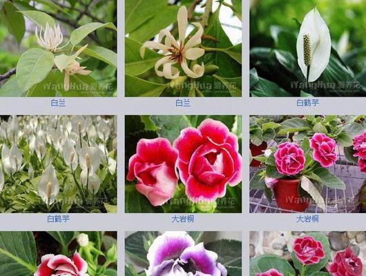 仙人掌盆栽每天浇水多少合适？怎样判断？