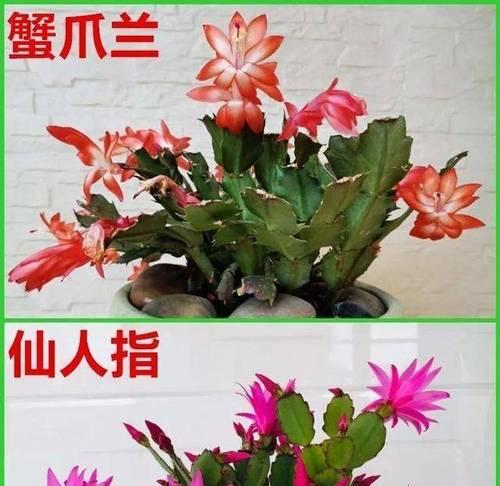仙人掌盆栽每天浇水多少合适？怎样判断？