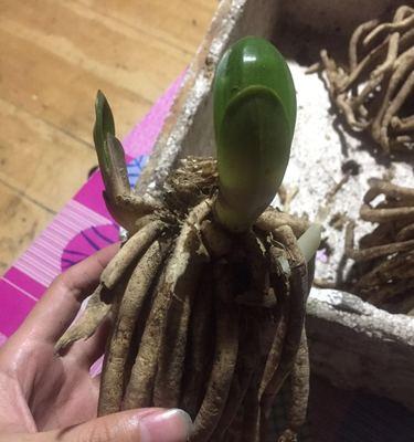 君子兰群兰会开花吗？群兰的养护技巧有哪些？