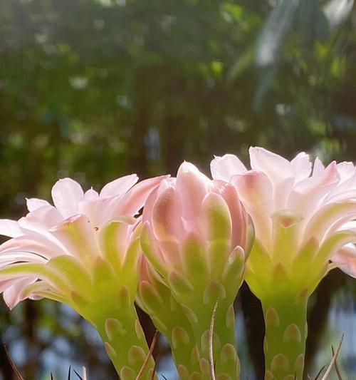 仙人球开花前兆是什么？如何确保顺利开花？
