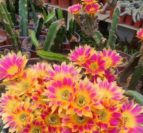 仙人球开花前兆是什么？如何确保顺利开花？