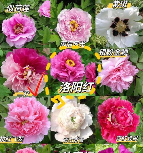 牡丹花的最佳移植时间是什么时候？