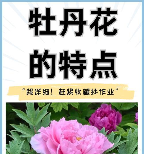 牡丹花的最佳移植时间是什么时候？