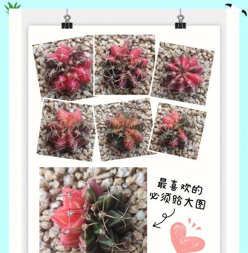 大仙人球子的种植步骤是什么？