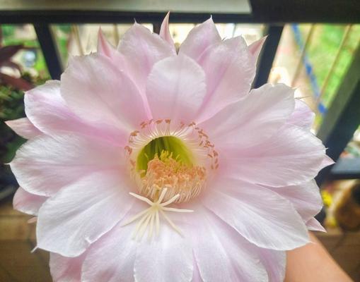 仙人球多层花瓣养护技巧是什么？