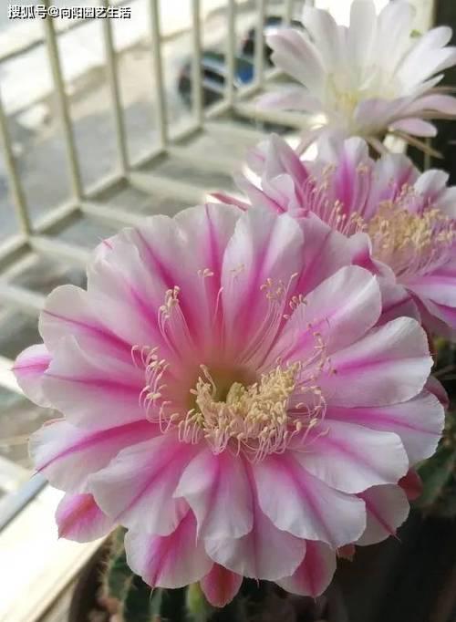 仙人球多层花瓣养护技巧是什么？