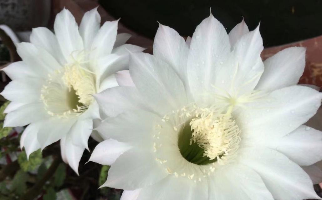 仙人球多层花瓣养护技巧是什么？