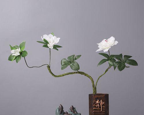 君子兰干花插花的养护和管理技巧是什么？
