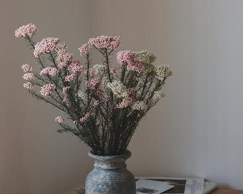 君子兰干花插花的养护和管理技巧是什么？