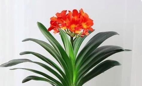 君子兰双瓣花的开花时间是多久？