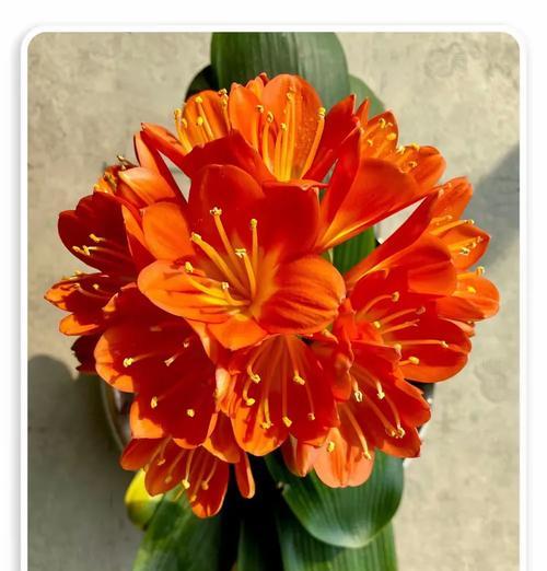 君子兰双瓣花的开花时间是多久？