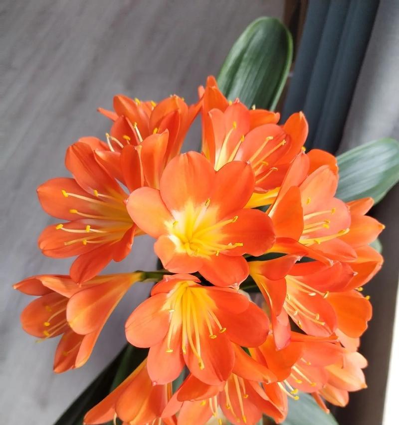 君子兰双瓣花的开花时间是多久？
