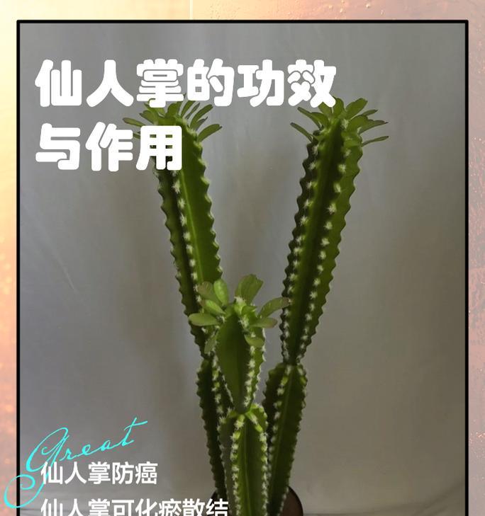 仙人掌枯萎发黄的原因及解决方法？
