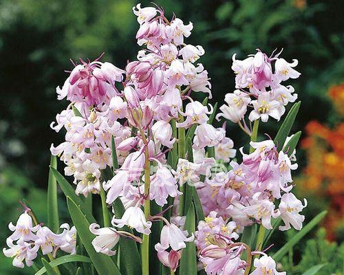 冬天适合种植哪些玫瑰花品种？