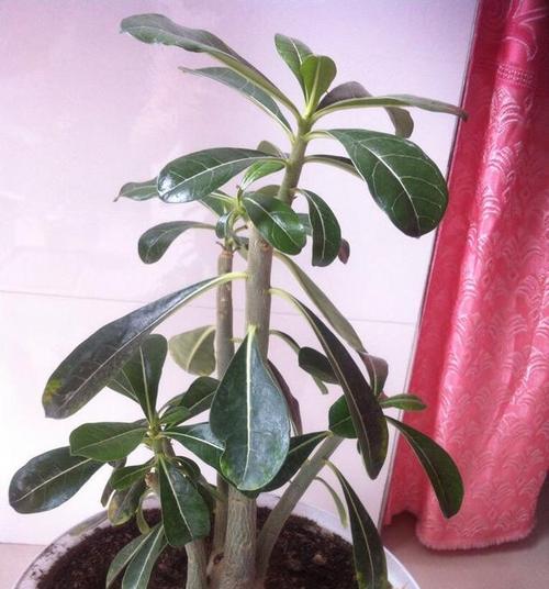 冬天适合种植哪些玫瑰花品种？