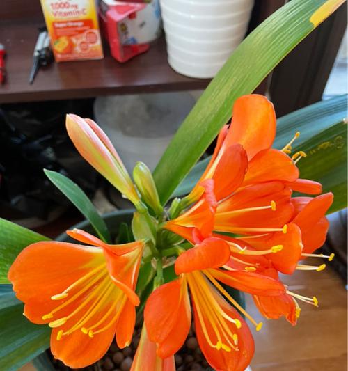 喜儿君子兰的开花养护技巧是什么？