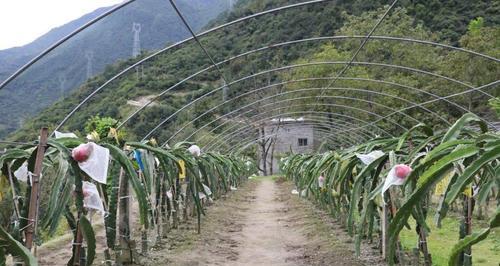 泸定仙人掌果子树苗的种植步骤是什么？