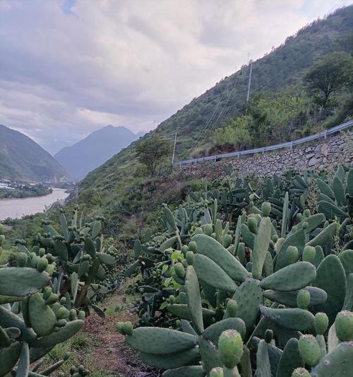 泸定仙人掌果子树苗的种植步骤是什么？