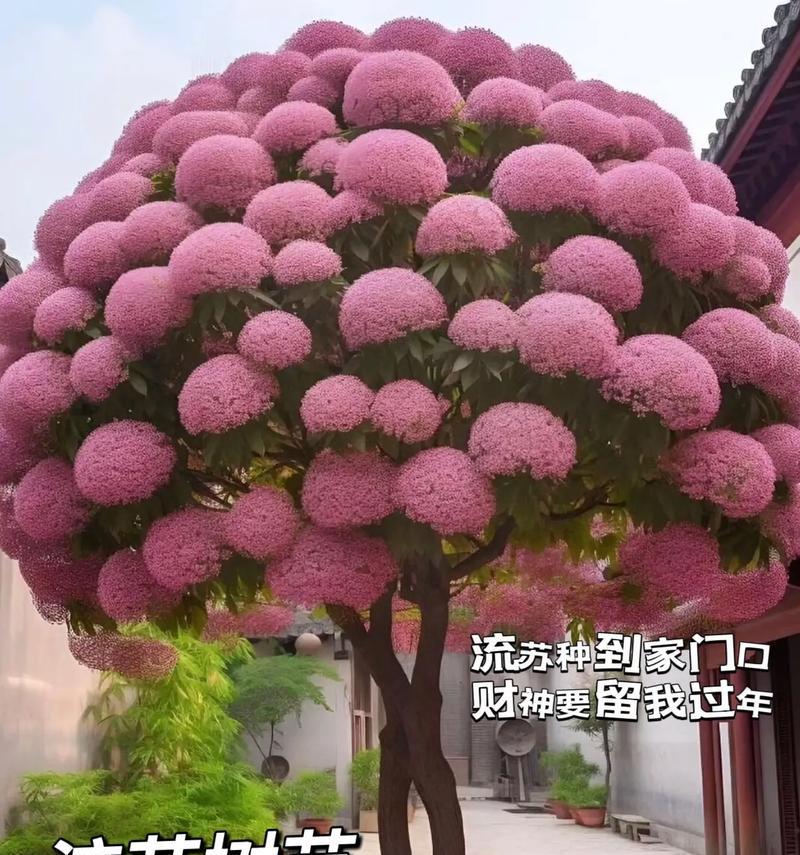 泸定仙人掌果子树苗的种植步骤是什么？