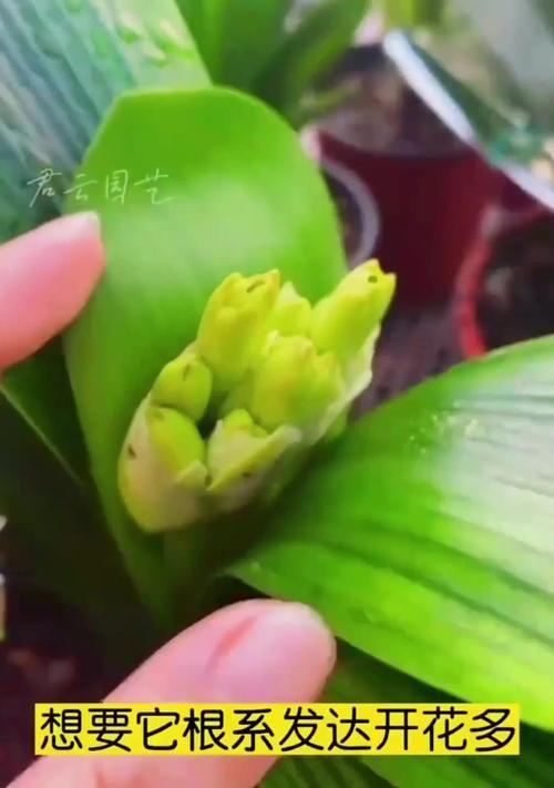君子兰开花后多久会有好事发生？