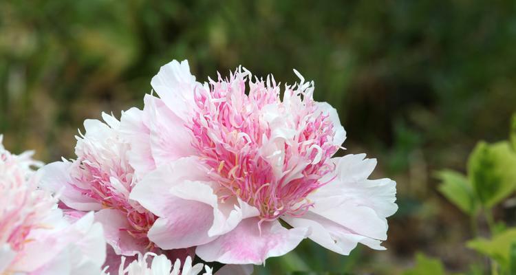 牡丹花为何不是粉色？不开花的原因是什么？
