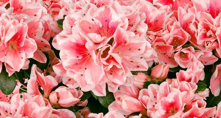 牡丹花为何不是粉色？不开花的原因是什么？