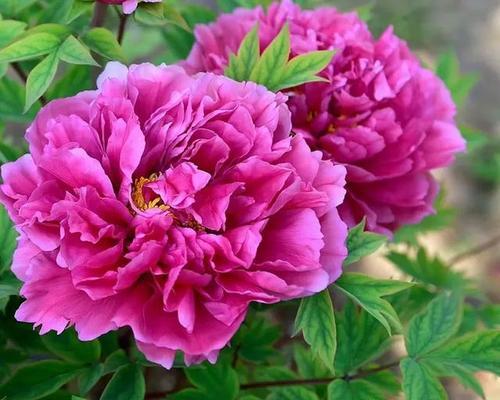牡丹花为何不是粉色？不开花的原因是什么？