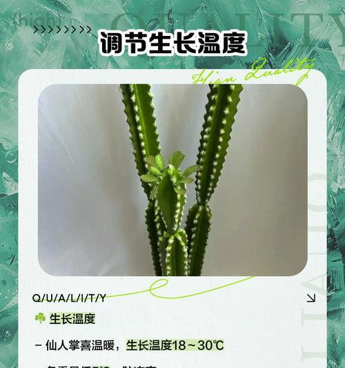 细长仙人掌的养护方法是什么？需要注意什么？