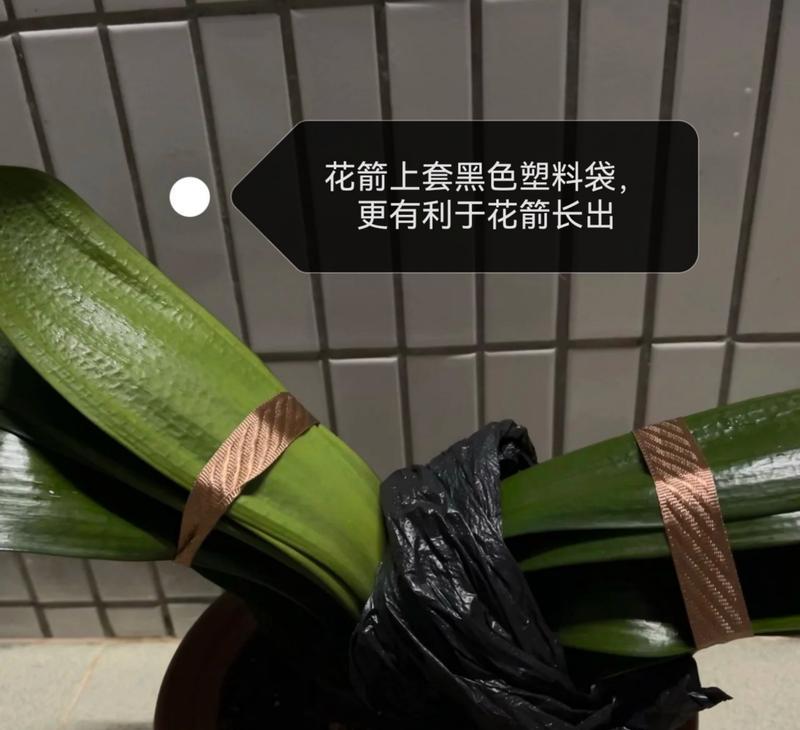 君子兰从种植到开花需要多长时间？如何促进其开花？