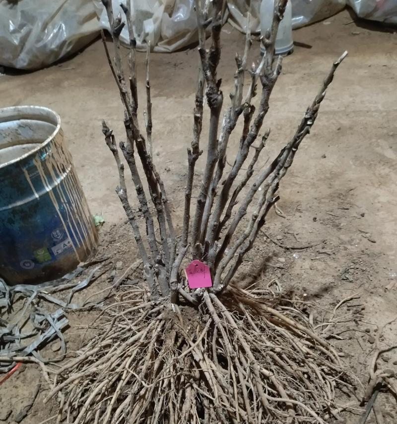 牡丹花金阁的养殖技巧是什么？它真的容易养吗？