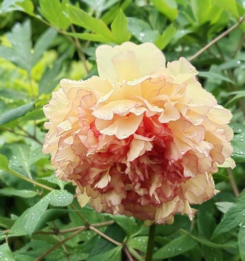 牡丹花金阁的养殖技巧是什么？它真的容易养吗？