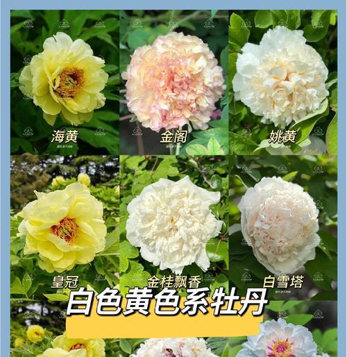 牡丹花金阁的养殖技巧是什么？它真的容易养吗？