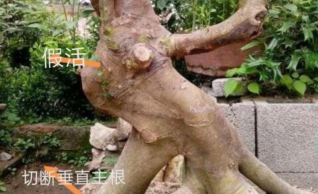 玫瑰花桩不发芽是什么原因？如何促进芽点生长？