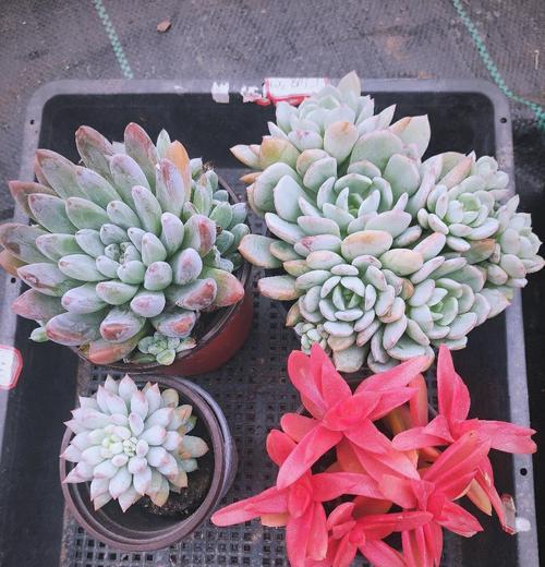 仙人球半截矮墙如何过冬？有哪些特别的养护措施？