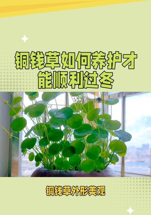 仙人球半截矮墙如何过冬？有哪些特别的养护措施？