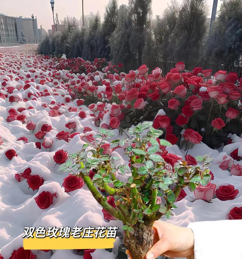 专门种植玫瑰花的植物是什么？
