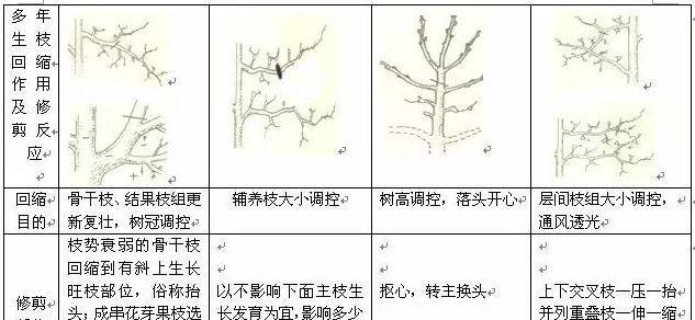 仙人掌修剪成直立形态的方法是什么？需要多久修剪一次？