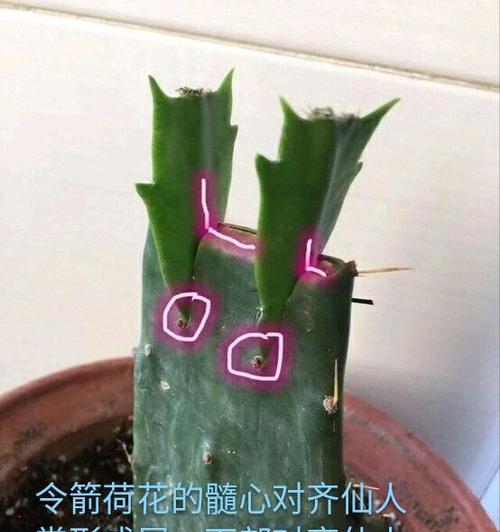 仙人掌修剪成直立形态的方法是什么？需要多久修剪一次？