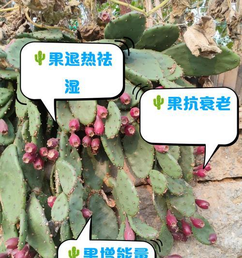食用水果仙人掌苗怎么养？有哪些注意事项？