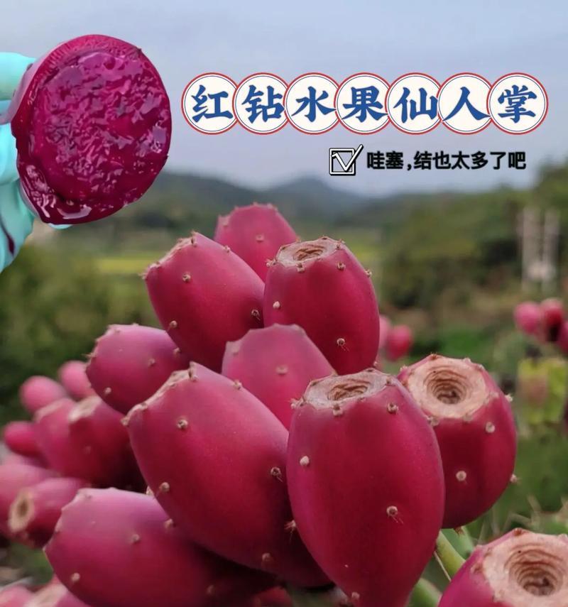 食用水果仙人掌苗怎么养？有哪些注意事项？