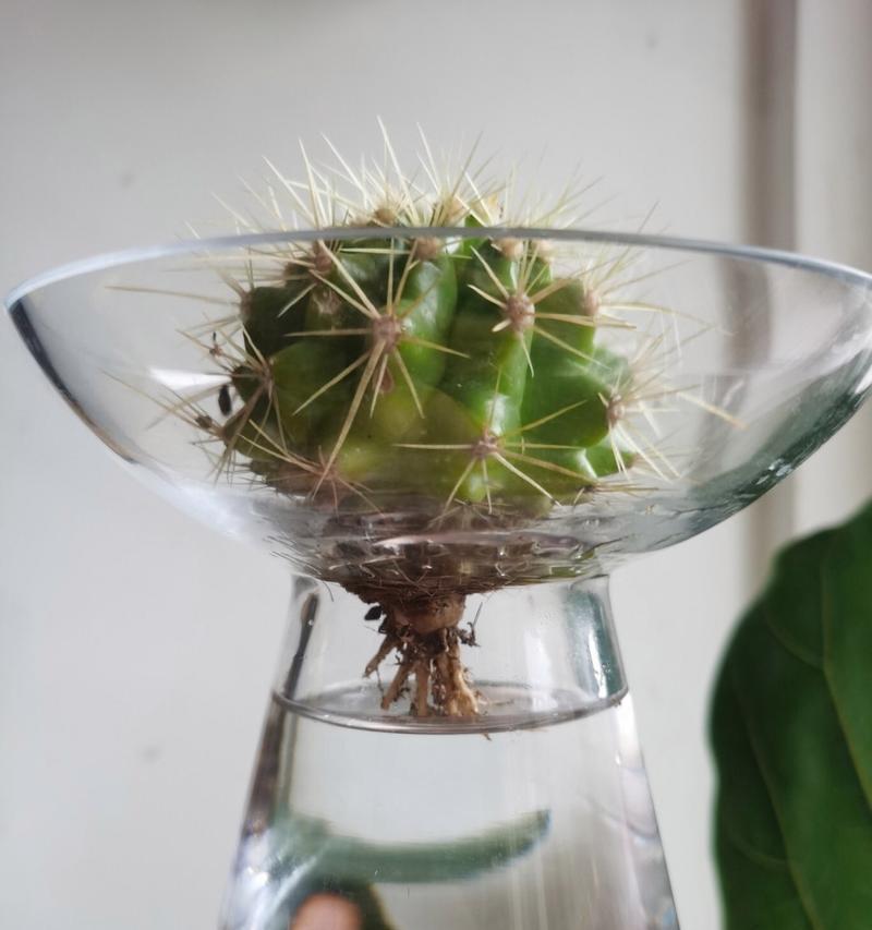 仙人球水培容易开花吗？如何进行水培？