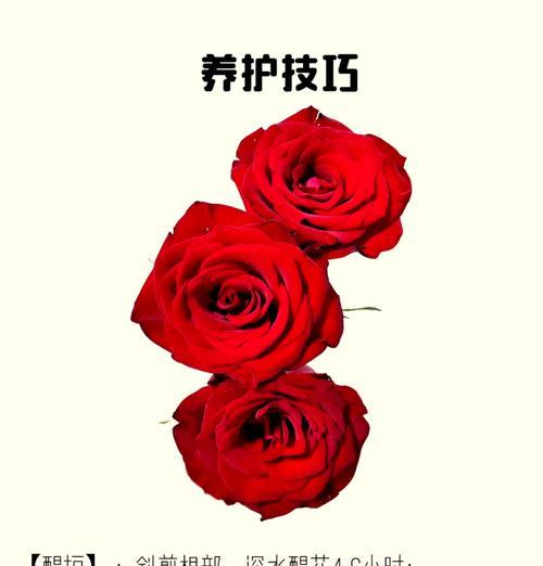 红玫瑰花自种的正确方法是什么？