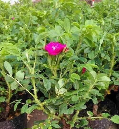红玫瑰花自种的正确方法是什么？
