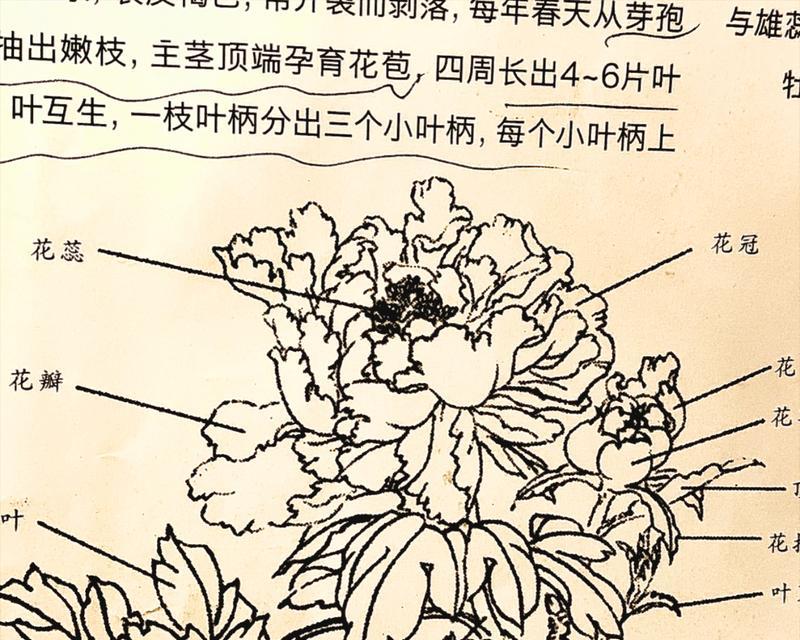 牡丹花束的剪切技巧是什么？如何保持新鲜？