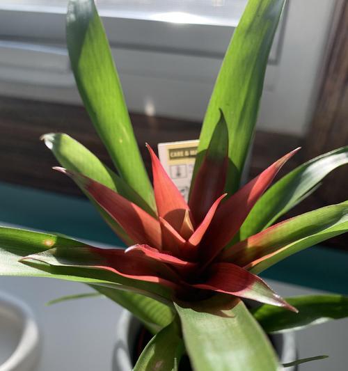 封闭阳台如何种植君子兰？种植君子兰植物的技巧有哪些？