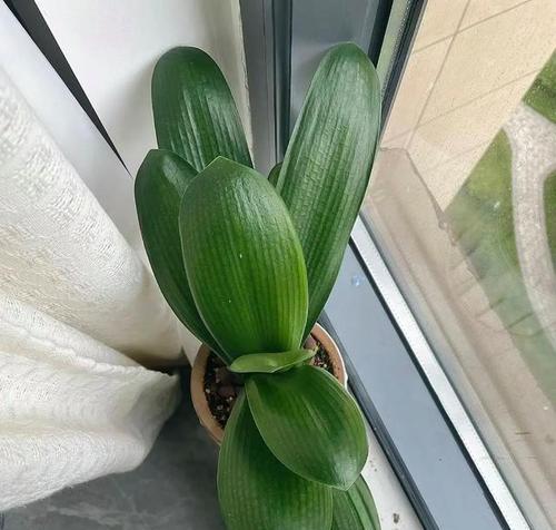 封闭阳台如何种植君子兰？种植君子兰植物的技巧有哪些？