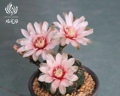 仙人球开花时花盆栽种技巧是什么？