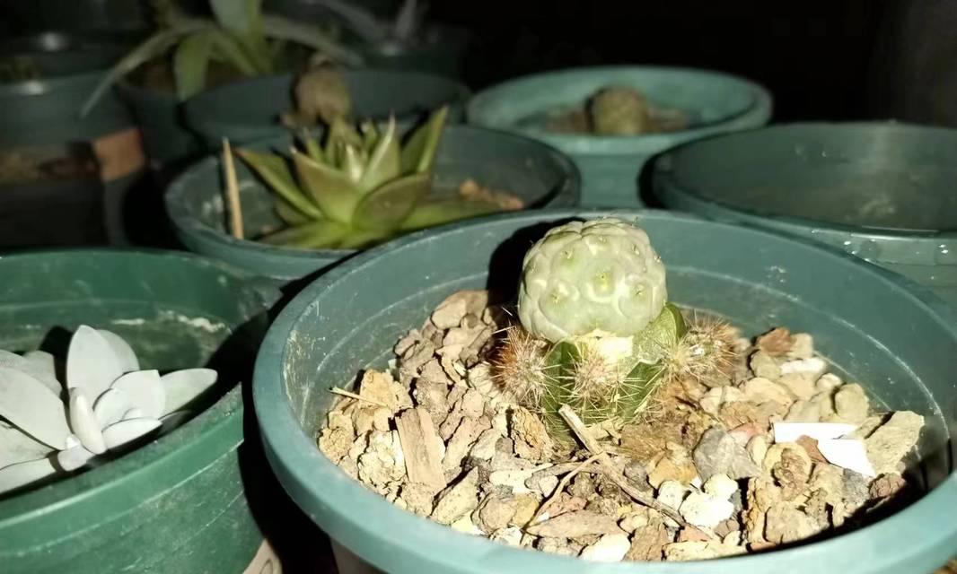 嫁接仙人球落地后如何促进生根？
